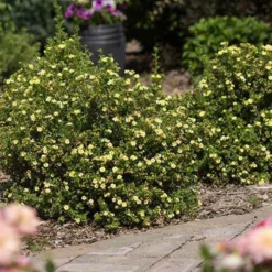 Fingerstrauch Lemon Meringue - Gelbe Blüten den ganzen Sommer