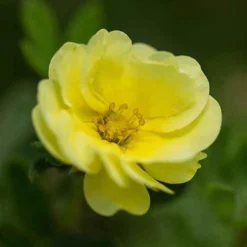 Fingerstrauch Lemon Meringue - Gelbe Blüten den ganzen Sommer