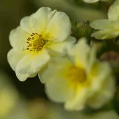 Fingerstrauch Lemon Meringue - Gelbe Blüten den ganzen Sommer