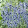 Flachblatt-Mannstreu - Stahlblau, das bleibt