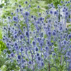 Flachblatt-Mannstreu - Stahlblau, das bleibt