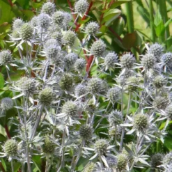 Flachblatt-Mannstreu - Stahlblau, das bleibt