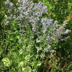 Flachblatt-Mannstreu - Stahlblau, das bleibt