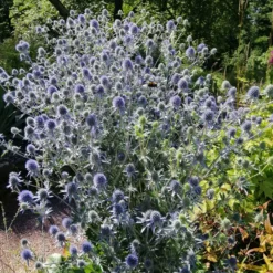 Flachblatt-Mannstreu - Stahlblau, das bleibt