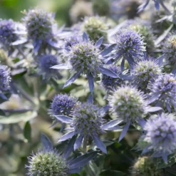 Flachblättrige Edeldistel Blue Hobbit - Stahlblau ohne Aufwand
