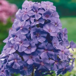 Flammenblume 'Amethyst' - Amethystviolett im Beet
