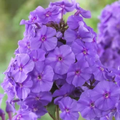 Flammenblume 'Amethyst' - Amethystviolett im Beet