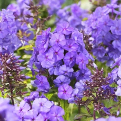 Flammenblume 'Amethyst' - Amethystviolett im Beet