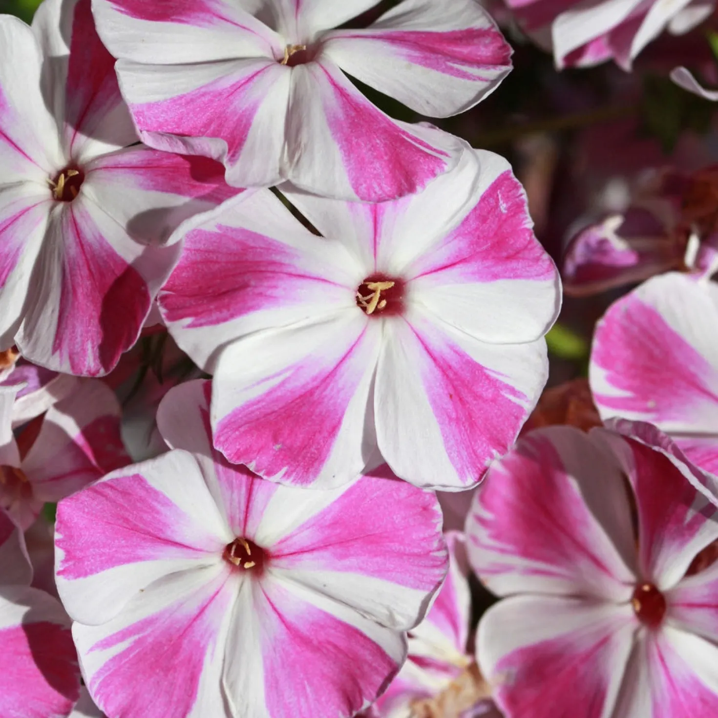 Flammenblume Bambini Candy Crush - Farbfeuerwerk im Miniformat