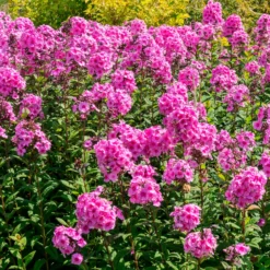Flammenblume Eva Cullum - Duftende Farbwolke im Beet