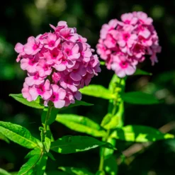 Flammenblume Eva Cullum - Duftende Farbwolke im Beet