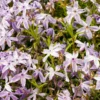 Flammenblume G.F. Wilson - Blütenteppich in Violett