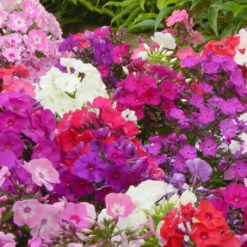 Flammenblumen Mischung (x5) - Duftende Farbwolken im Beet
