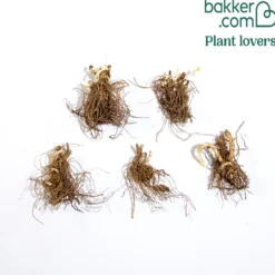 Flammenblumen Mischung (x5) - Duftende Farbwolken im Beet