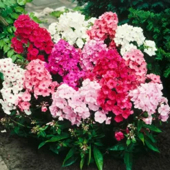 Flammenblumen Mischung (x5) - Duftende Farbwolken im Beet