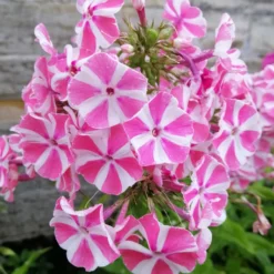 Flammenblume Peppermint Twist - Gestreift und duftend