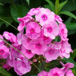 Flammenblume rosa (x3) - Rosa Blütenwolke im Sommer