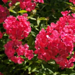 Flammenblume (rot, blau, weiß) (x3) - Farbenpracht mit Duft