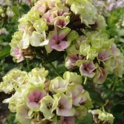 Flammenblume 'Sherbet Blend' - Farbmix im Beet
