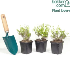 Flammenblume weiß (x3) - Weißer Blütenteppich sofort