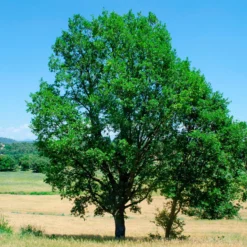 Flaumeiche - Ein Baum für Generationen