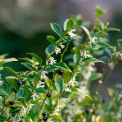 Fleischbeere - Winterduft im Schatten