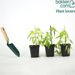 Fleischtomate ‘Cœur de Bœuf’ (x3) - Riesige Tomaten, kaum Kerne
