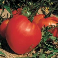 Fleischtomate ‘Cœur de Bœuf’ (x3) - Riesige Tomaten, kaum Kerne