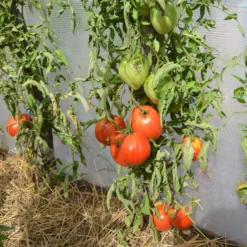 Fleischtomate 'Ochsenherz' - Riesenfrüchte voller Geschmack
