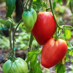 Fleischtomate 'Ochsenherz' - Riesenfrüchte voller Geschmack