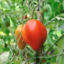 Fleischtomate 'Ochsenherz' - Riesenfrüchte voller Geschmack