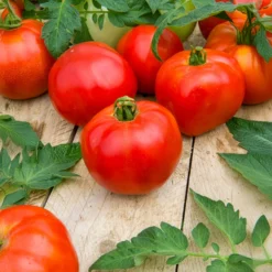 Fleischtomate Pyros F1 - Große Ernte, satter Geschmack