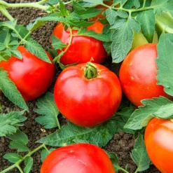 Fleischtomate Pyros F1 - Große Ernte, satter Geschmack