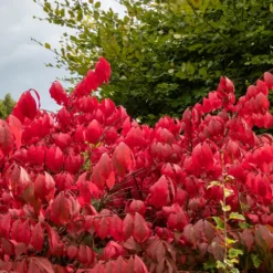 Flügelspindelstrauch Compactus - Feuerrotes Herbstlaub