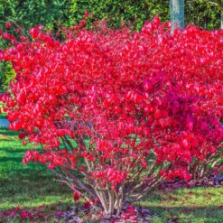 Flügelspindelstrauch Compactus - Feuerrotes Herbstlaub