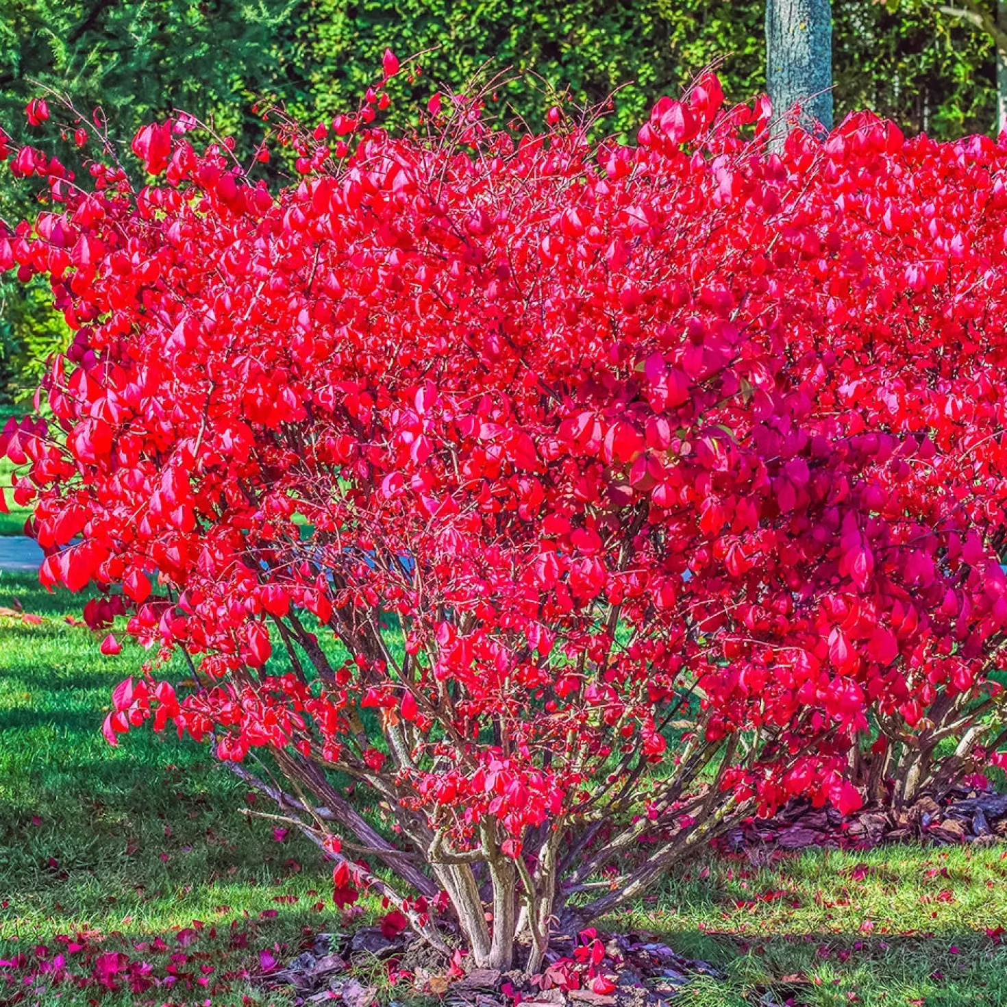 Flügelspindelstrauch Compactus - Feuerrotes Herbstlaub