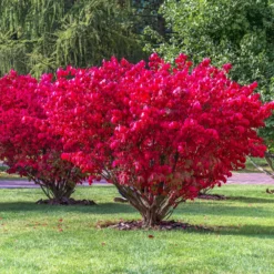 Flügelspindelstrauch Compactus - Feuerrotes Herbstlaub