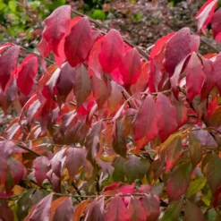 Flügelspindelstrauch - Feuerrot im Herbst