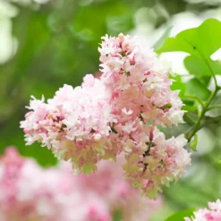 Flieder ‘Beauty of Moscow’ gefüllt - Duft, der den Frühling füllt