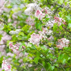 Flieder ‘Beauty of Moscow’ gefüllt - Duft, der den Frühling füllt