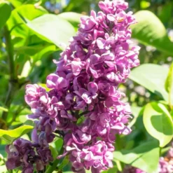 Flieder ‘Charles Joly’ - Duft-Flieder in Violett
