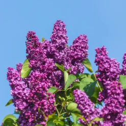 Flieder ‘Charles Joly’ - Duft-Flieder in Violett