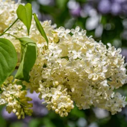 Flieder ‘Primrose’ - Gelber Flieder, echter Blickfang