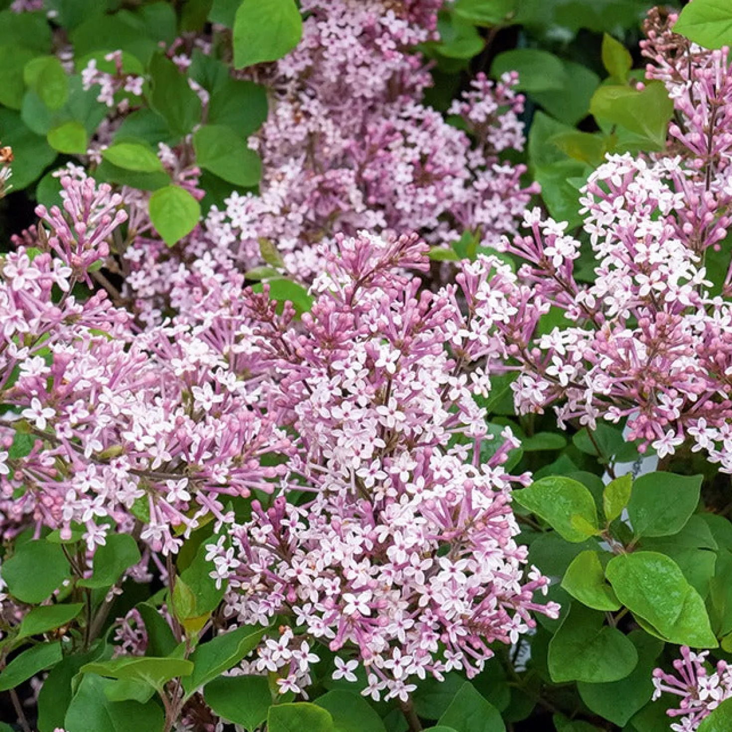 Flieder ‘Prince Charming’ - Duft-Flieder, klein & robust