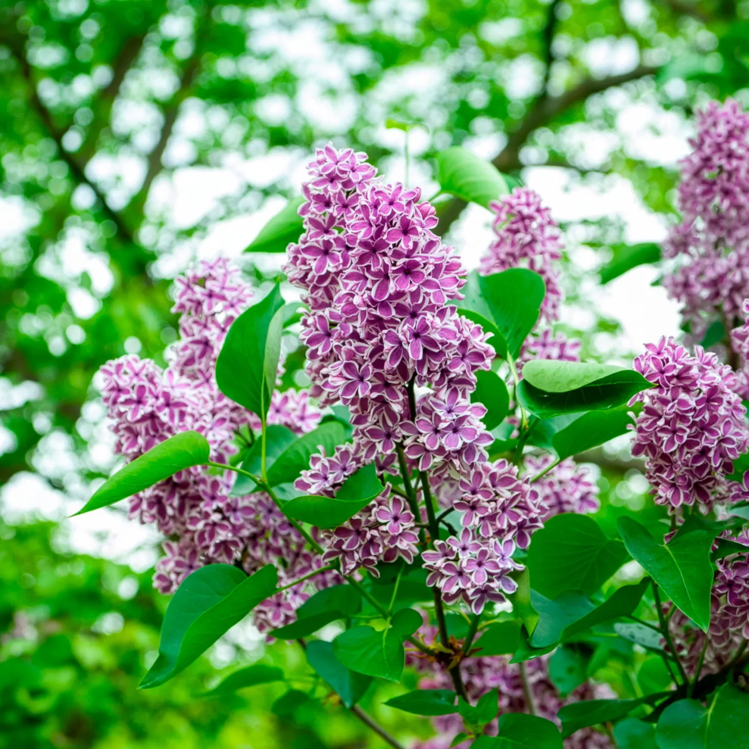 Flieder Sensation - Duft und Farbe im Garten
