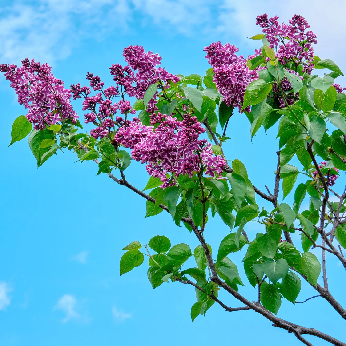 Flieder Sensation - Duft und Farbe im Garten