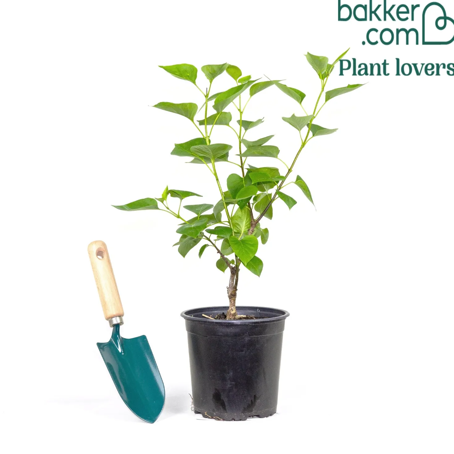 Flieder Sensation - Duft und Farbe im Garten