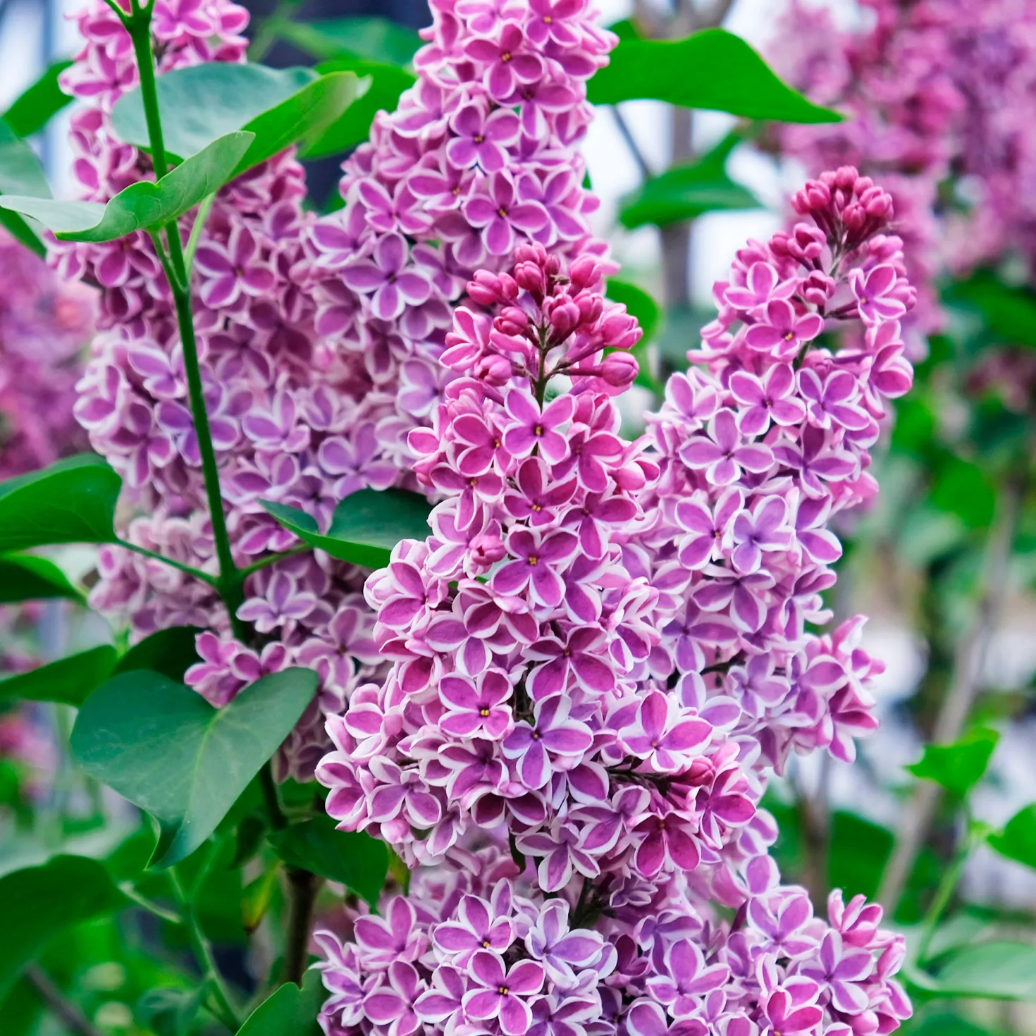 Flieder Sensation - Duft und Farbe im Garten