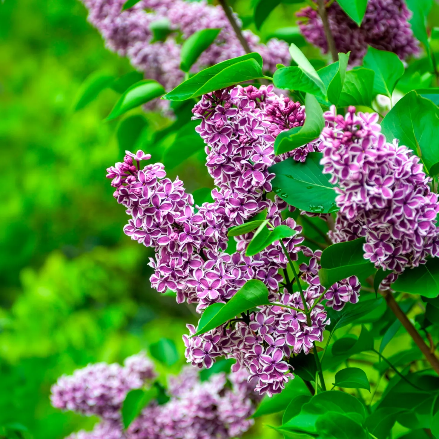 Flieder Sensation - Duft und Farbe im Garten
