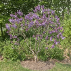 Flieder Sensation - Duft und Farbe im Garten